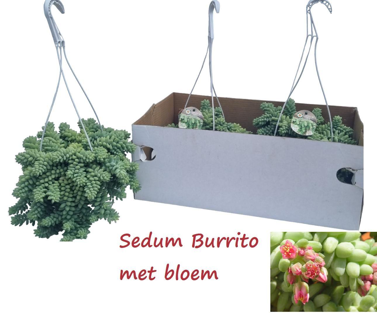 Горшечные цветы и растения оптом Sedum Burrito от 3шт из Голландии с доставкой по России