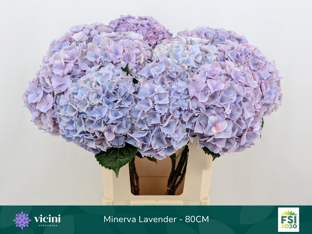 Срезанные цветы оптом Hydrangea my beautiful minerva от 10шт... из Голландии с доставкой по России