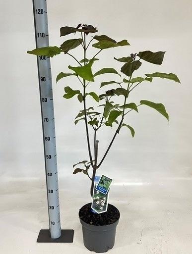 Горшечные цветы и растения оптом Catal Er Purpurea от 1шт из Голландии с доставкой по России