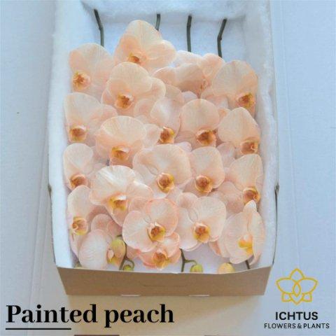 Срезанные цветы оптом Phalaenopsis paint peach от 4шт. из Голландии с доставкой по России