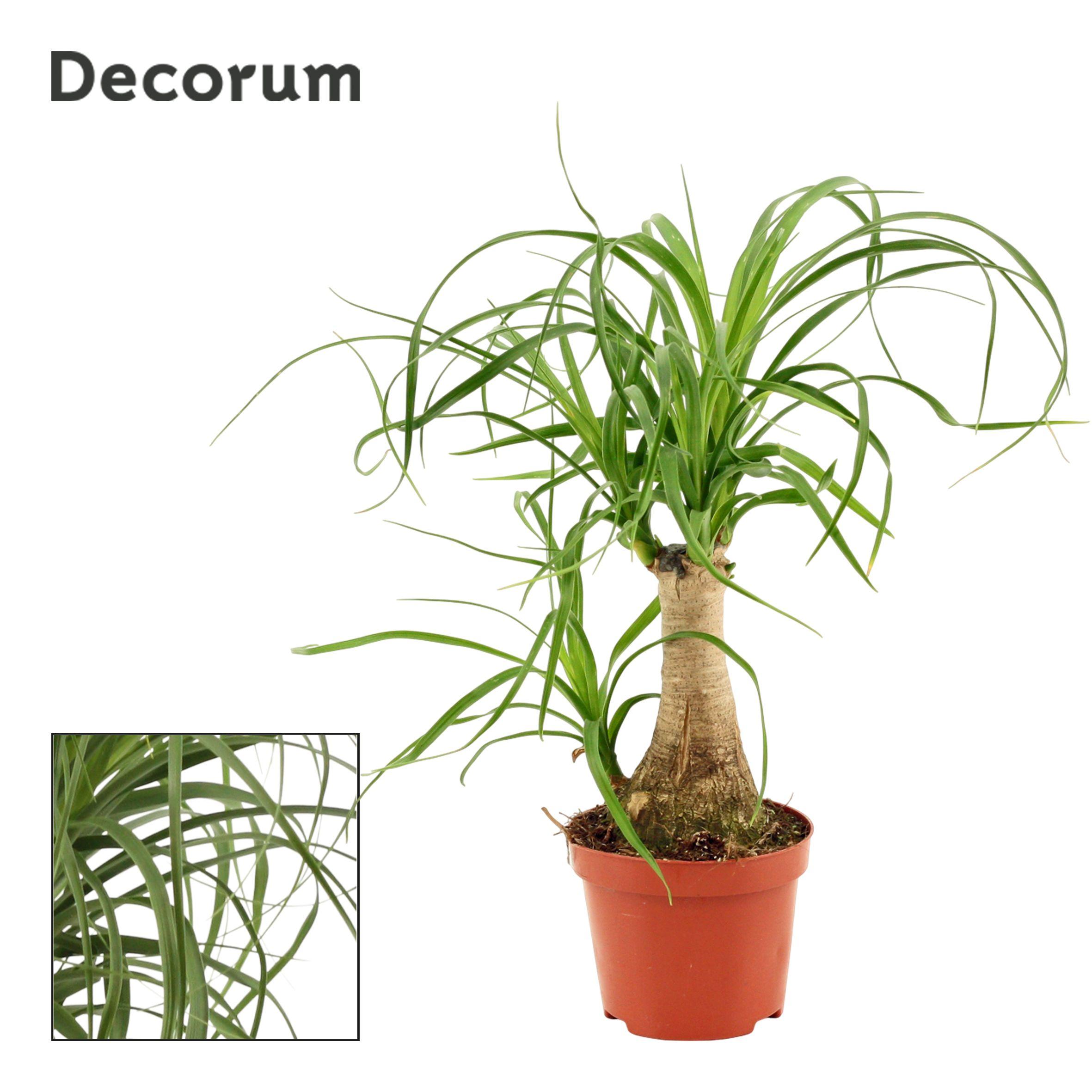 Горшечные цветы и растения оптом Beaucarnea On Stem (decorum) от 12шт (для телеги) из Голландии с доставкой по России