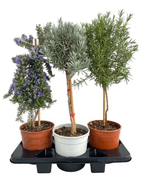 Горшечные цветы и растения оптом Herb Mix On Stem от 3шт из Голландии с доставкой по России