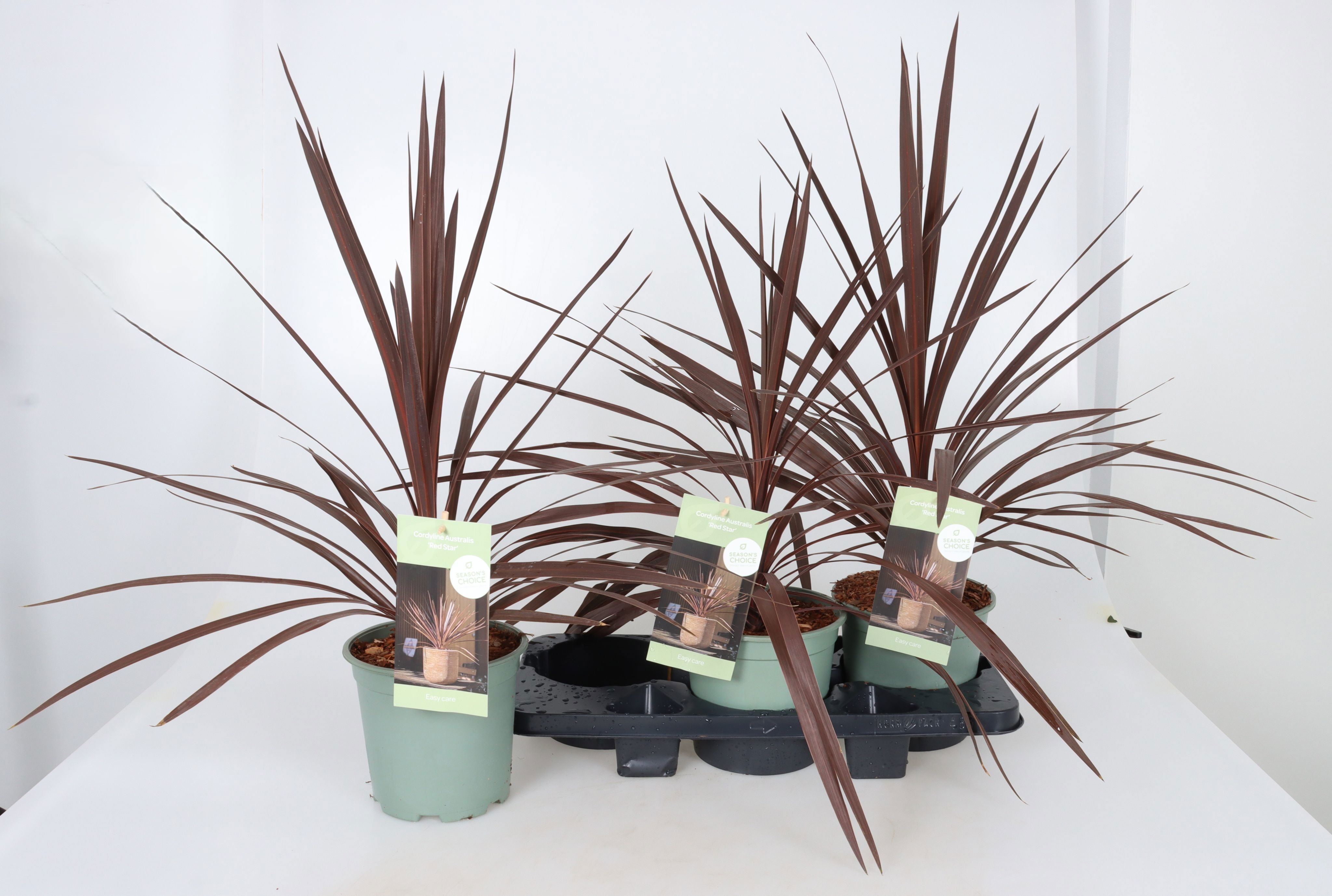 Горшечные цветы и растения оптом Cord Aus Red Star от 3шт из Голландии с доставкой по России