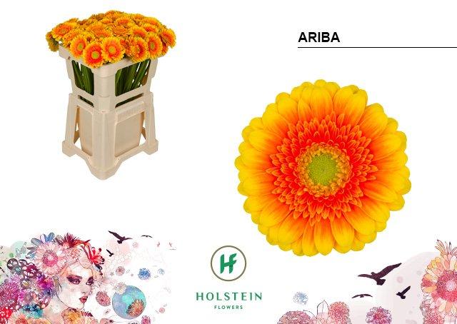 Срезанные цветы оптом Germini ariba от 80шт из Голландии с доставкой по России