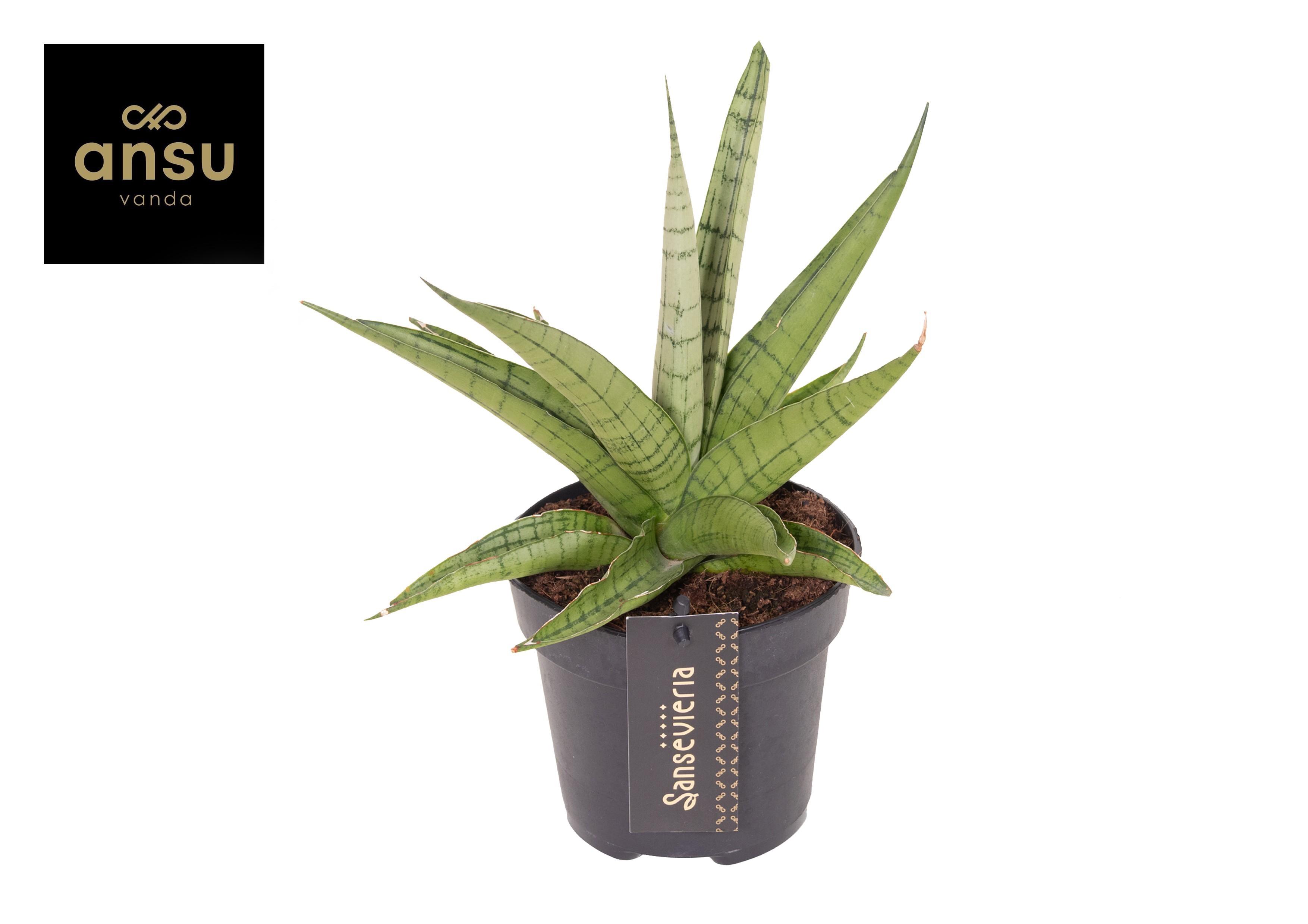 Горшечные цветы и растения оптом Sansevieria Comet Laurel Grey No. 1 от 10шт из Голландии с доставкой по России