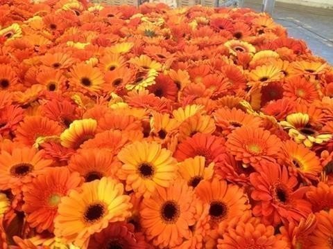 Срезанные цветы оптом Germini orange + black eye от 80шт из Голландии с доставкой по России