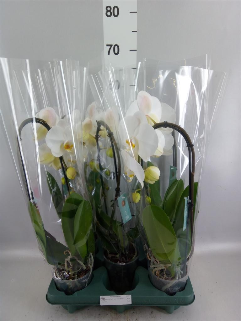 Горшечные цветы и растения оптом Phalaenopsis ant Tokyo от 5шт из Голландии с доставкой по России