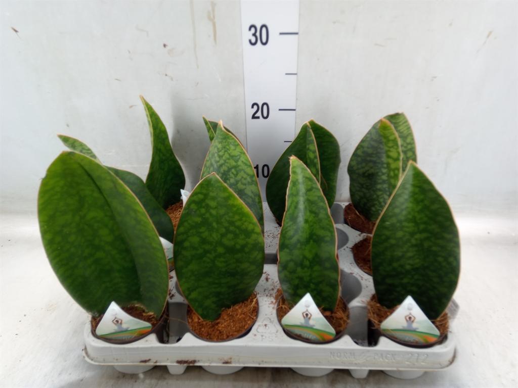 Горшечные цветы и растения оптом Sansevieria Grandis от 12шт (для телеги) из Голландии с доставкой по России