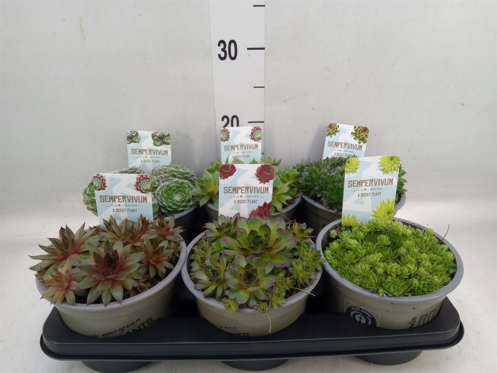 Горшечные цветы и растения оптом Sempervivum   ...mix от 6шт из Голландии с доставкой по России