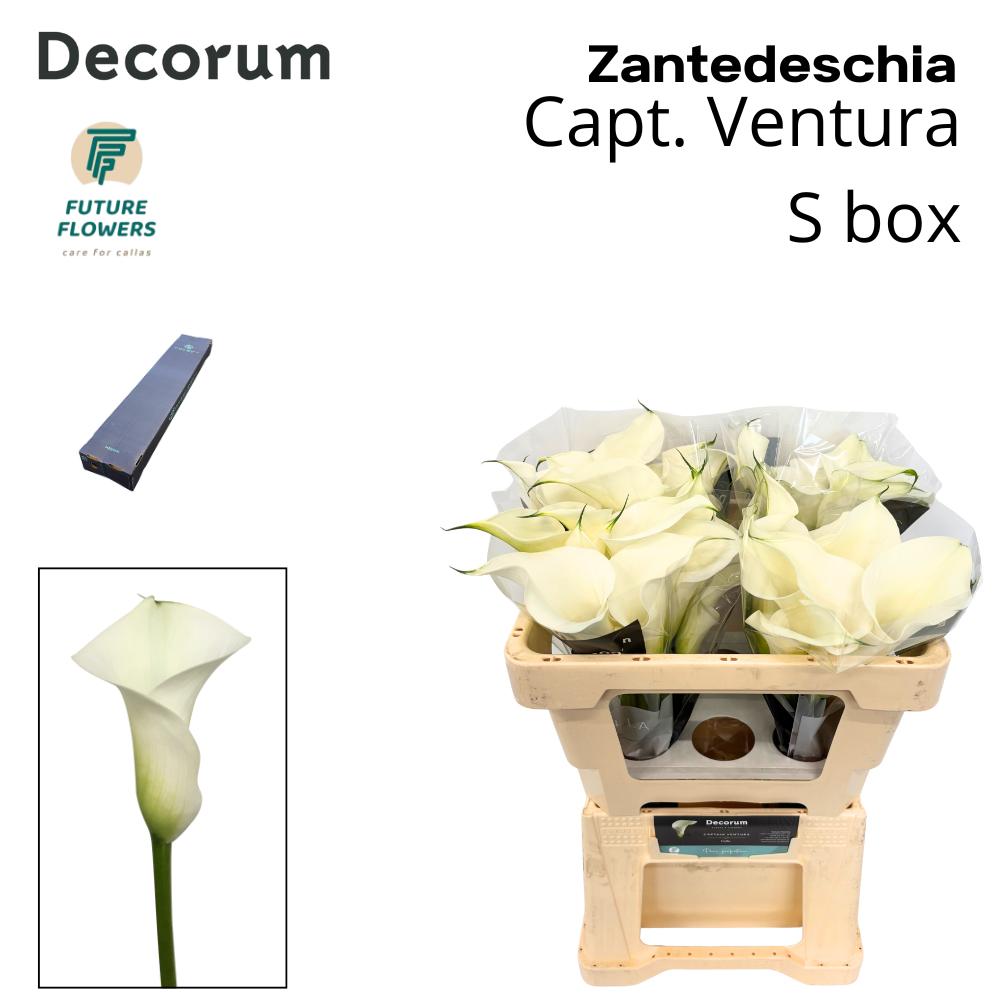 Срезанные цветы оптом Zantedeschia captain ventura от 20шт из Голландии с доставкой по России