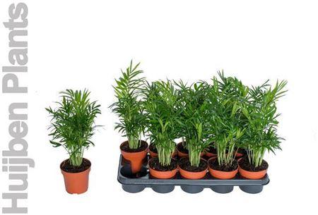 Горшечные цветы и растения оптом Chamaedorea Elegans от 10шт из Голландии с доставкой по России