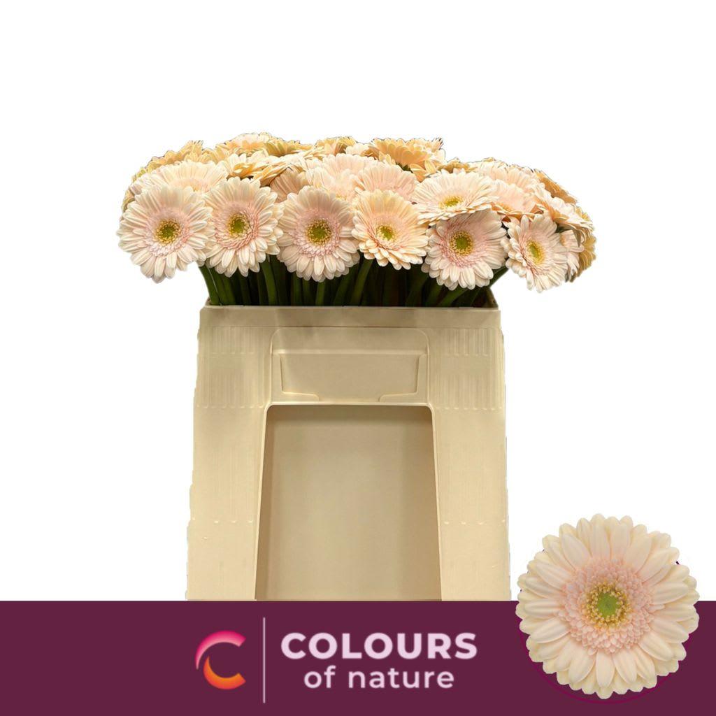 Срезанные цветы оптом Germini pelican от 80шт из Голландии с доставкой по России