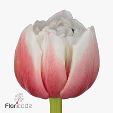 Срезанные цветы оптом Tulipa do sambuca от 50шт из Голландии с доставкой по России