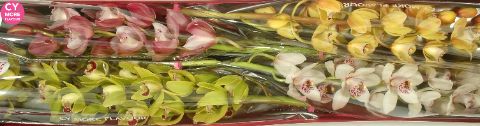 Срезанные цветы оптом Minicymbidium mix spring от 4шт из Голландии с доставкой по России