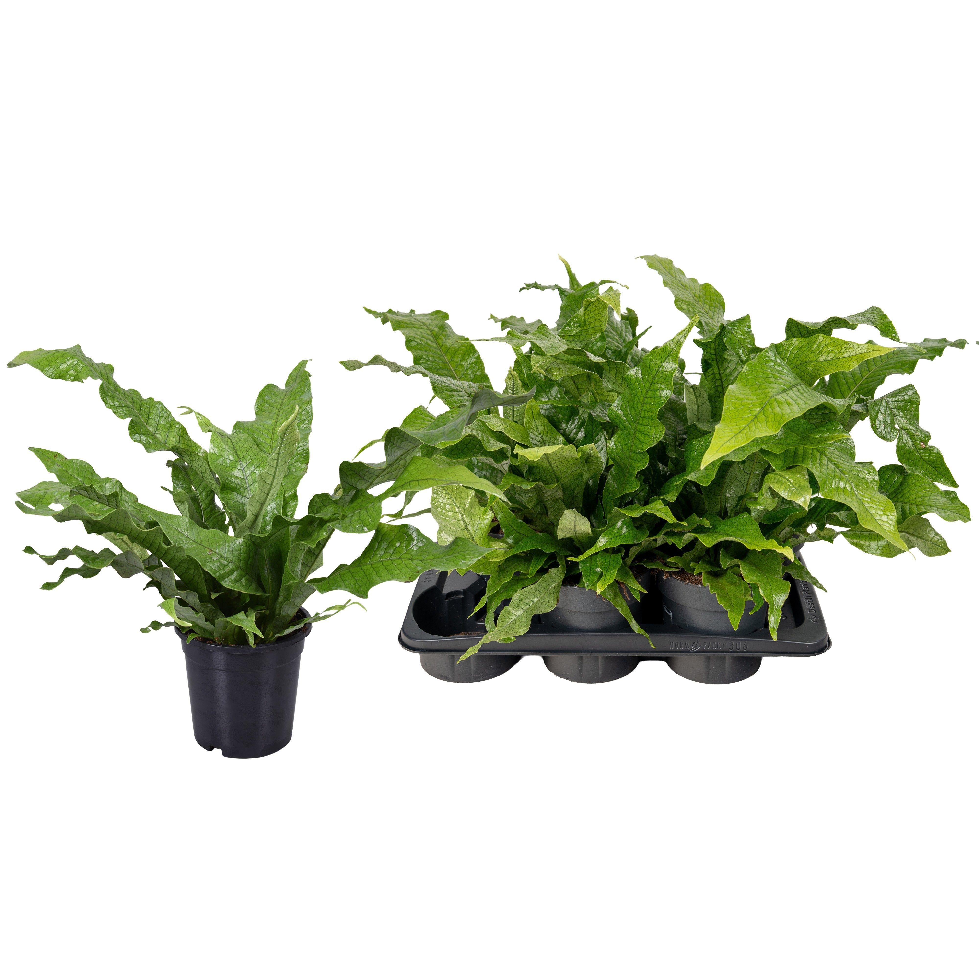 Горшечные цветы и растения оптом Micros M Crocodyllus от 6шт из Голландии с доставкой по России