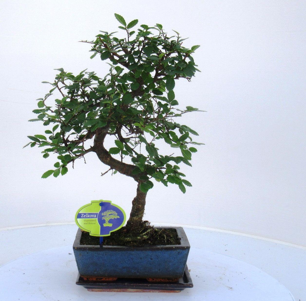 Горшечные цветы и растения оптом Bonsai With Driptray от 6шт из Голландии с доставкой по России
