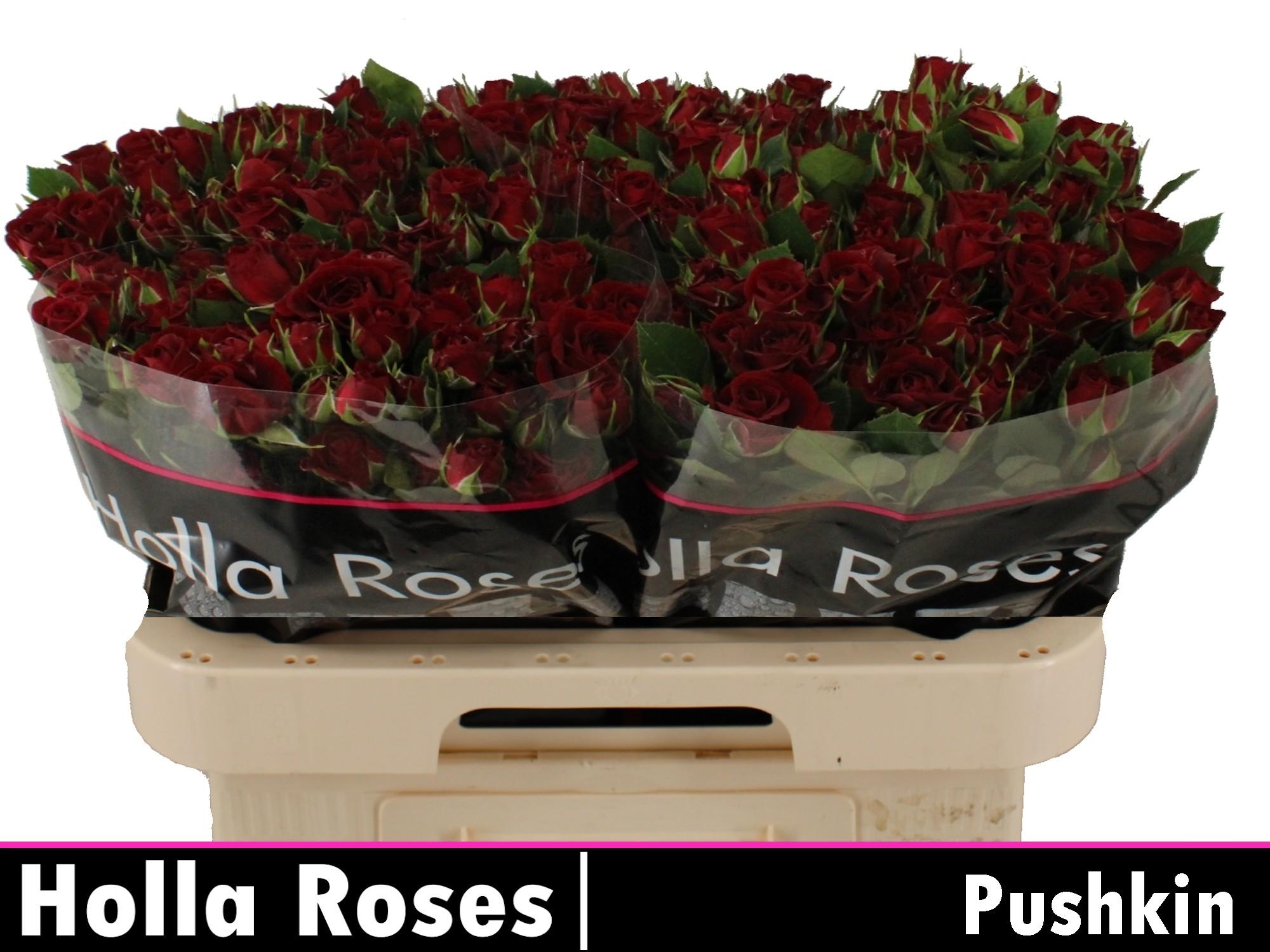 Срезанные цветы оптом Rosa spray pushkin от 50шт из Голландии с доставкой по России