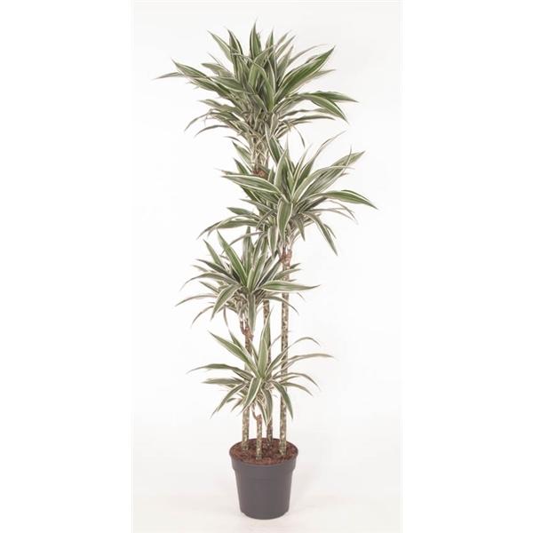 Горшечные цветы и растения оптом Drac White Stripe 120-90-60-30 от 1шт из Голландии с доставкой по России