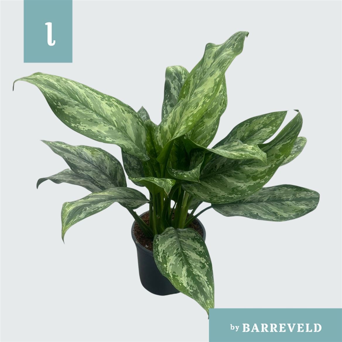 Горшечные цветы и растения оптом Aglaonema Painted Princes от 6шт из Голландии с доставкой по России