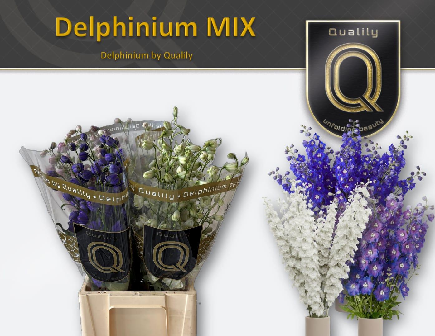 Срезанные цветы оптом Delphinium si mix от 40шт из Голландии с доставкой по России