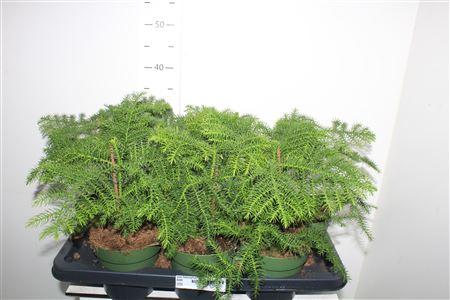 Горшечные цветы и растения оптом Arau Heterophyl от 7шт из Голландии с доставкой по России