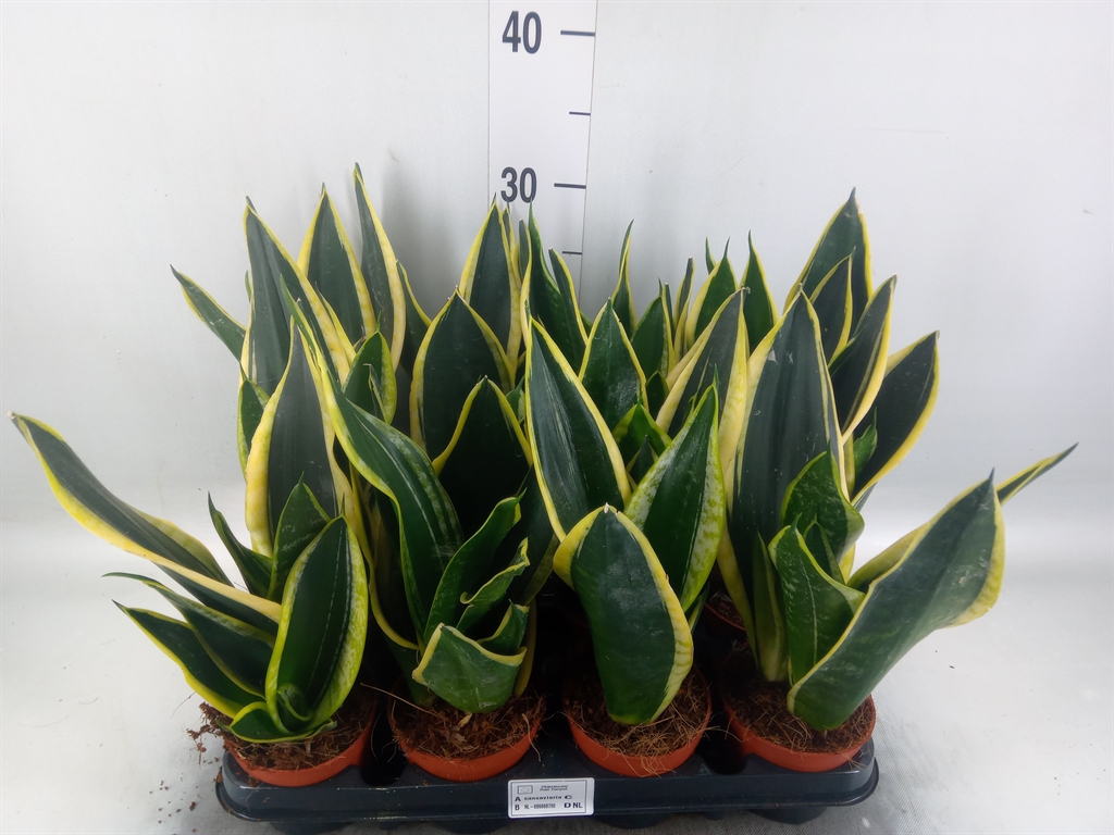 Горшечные цветы и растения оптом Sansevieria Trifa.   ... от 12шт (для телеги) из Голландии с доставкой по России