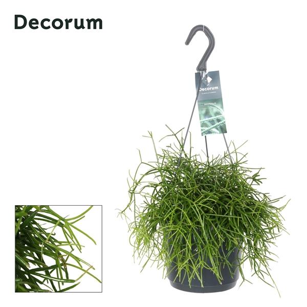 Горшечные цветы и растения оптом Rhipsalis Bacci Oasis Hangpot от 6шт из Голландии с доставкой по России