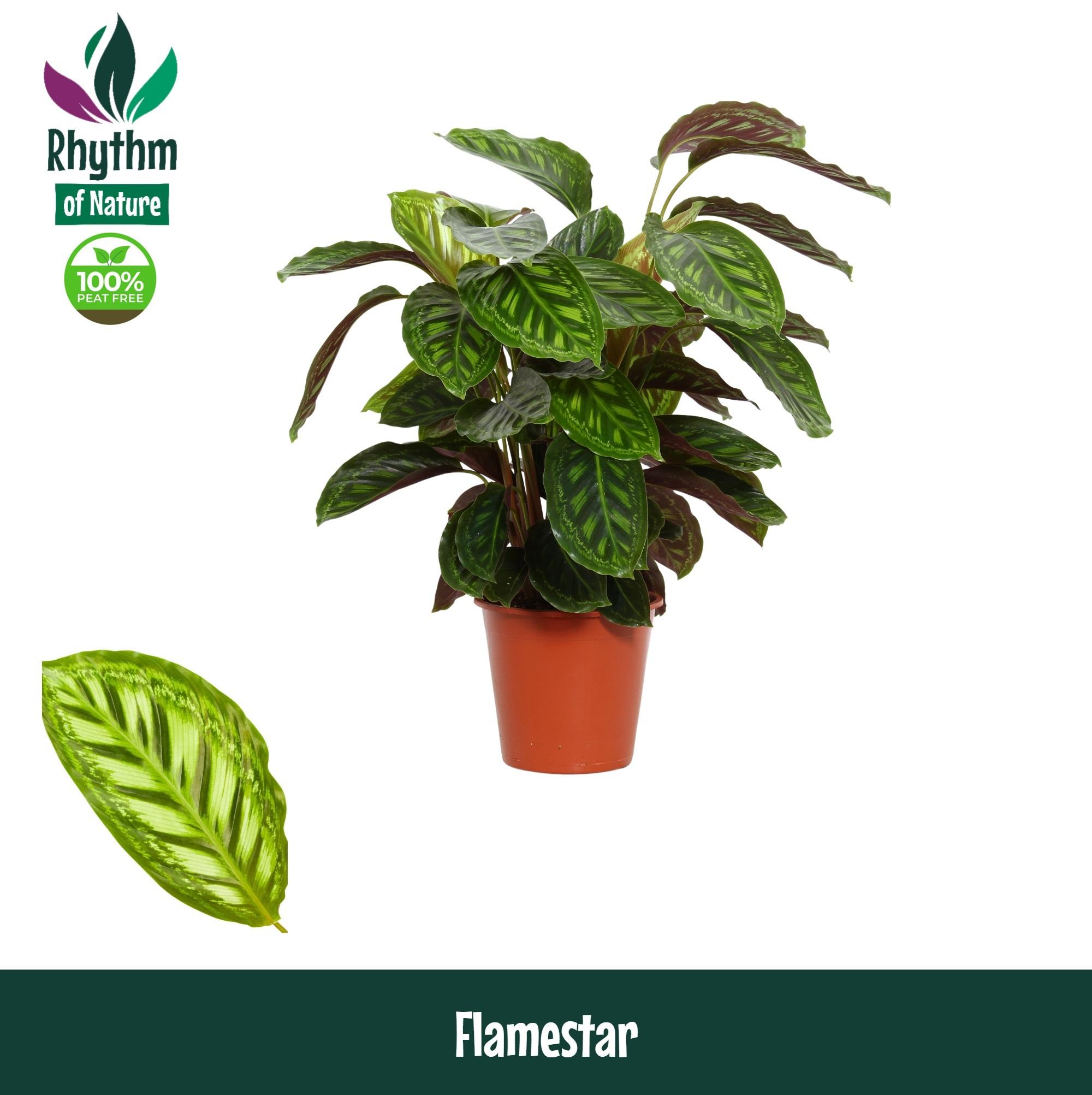 Горшечные цветы и растения оптом Calathea Flamestar Rhythm Of Nature от 1шт из Голландии с доставкой по России