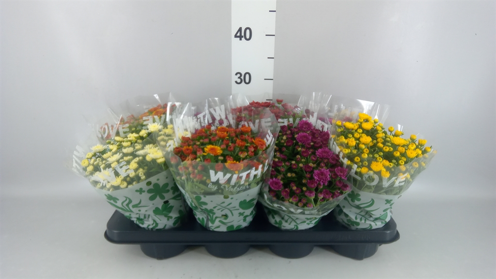 Горшечные цветы и растения оптом Chrysanthemum ..mix 5 от 8шт из Голландии с доставкой по России