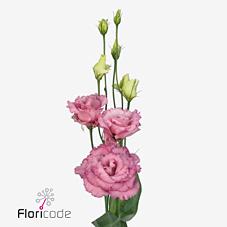 Срезанные цветы оптом Lisianthus do alissa rose pink от 60шт из Голландии с доставкой по России