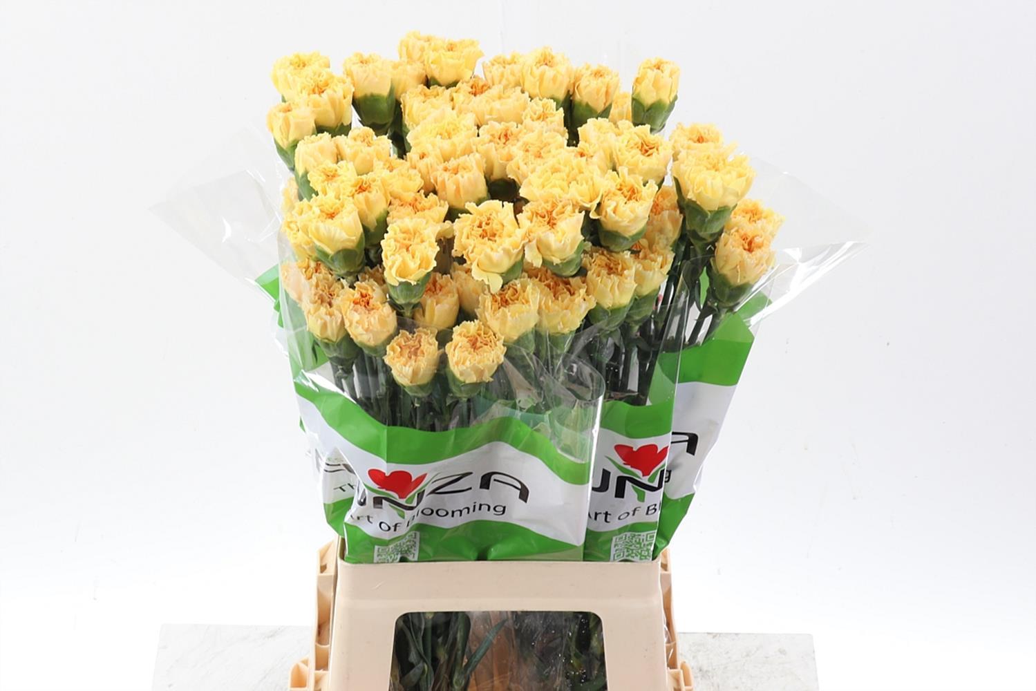 Срезанные цветы оптом Dianthus st golden gate от 80шт из Голландии с доставкой по России