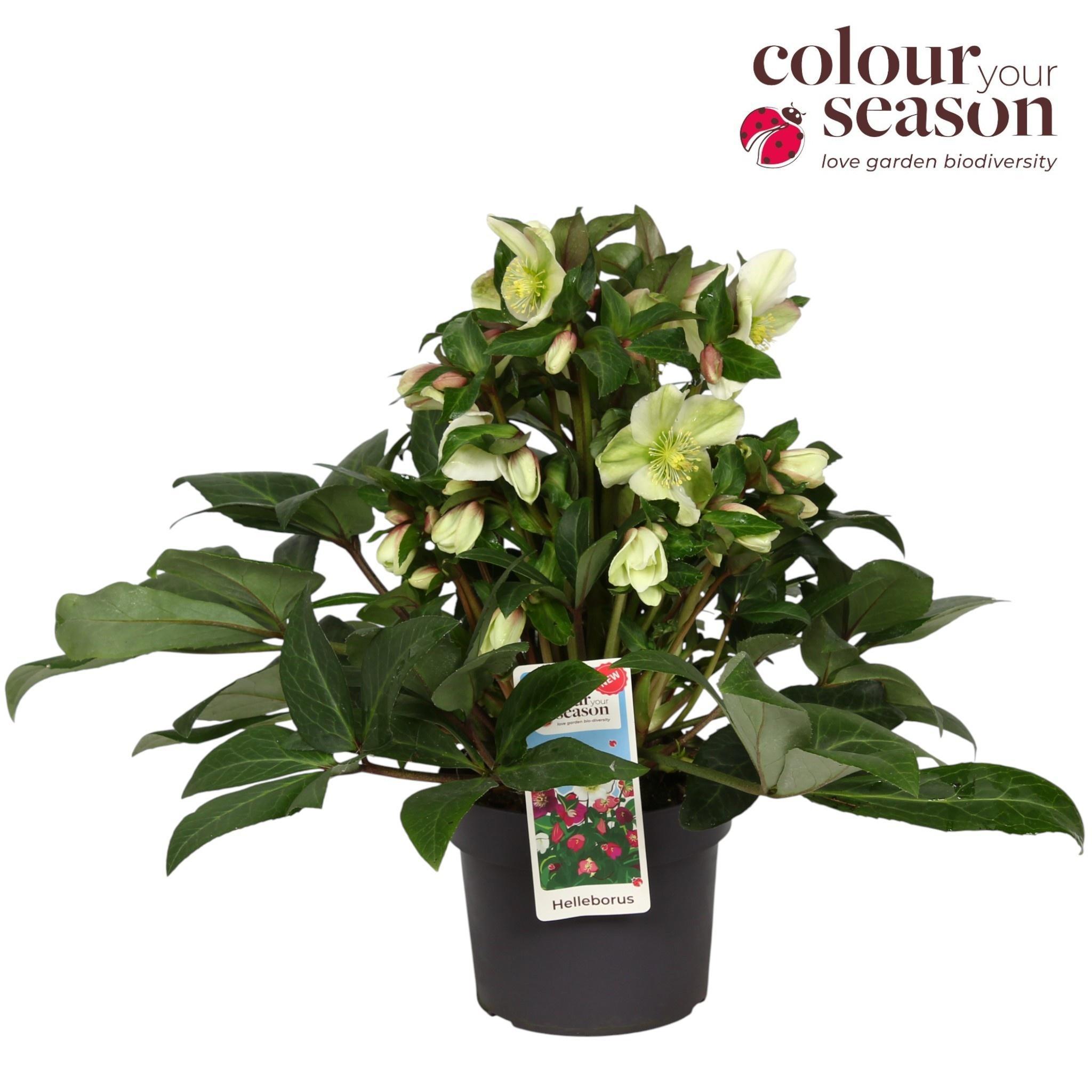 Горшечные цветы и растения оптом Helleborus Sparkle от 3шт из Голландии с доставкой по России