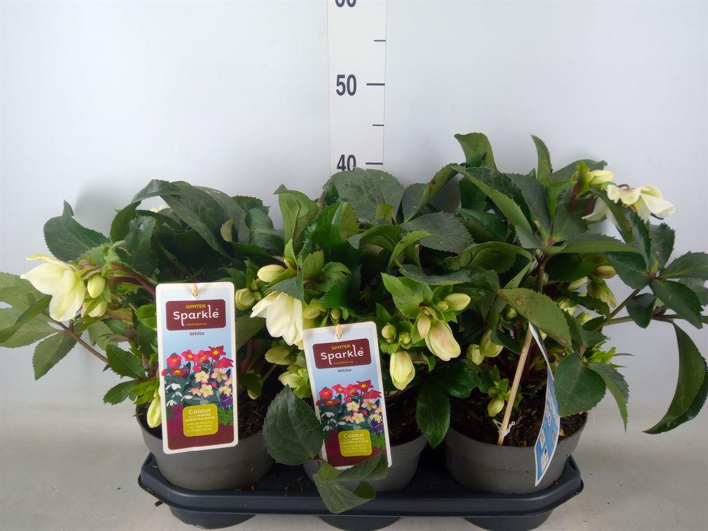 Горшечные цветы и растения оптом Helleborus   ... от 3шт из Голландии с доставкой по России