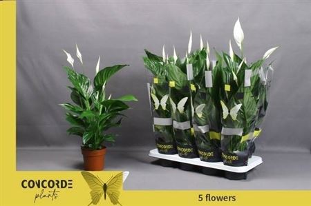 Горшечные цветы и растения оптом Spath Sweet Ricardo 5+ от 8шт из Голландии с доставкой по России
