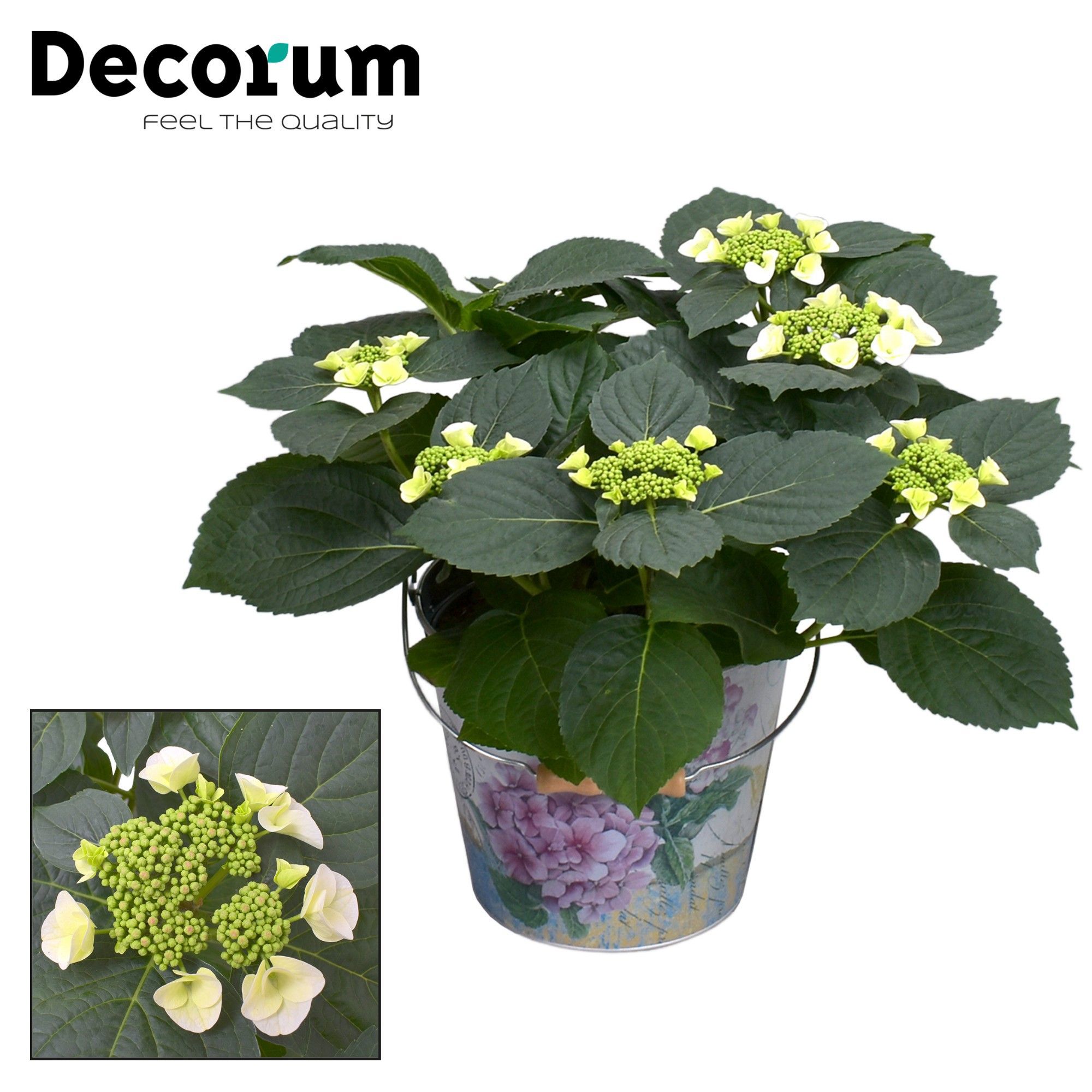 Горшечные цветы и растения оптом Hydrangea Teller Benxi White 7+ In Bucket (decorum от 1шт из Голландии с доставкой по России