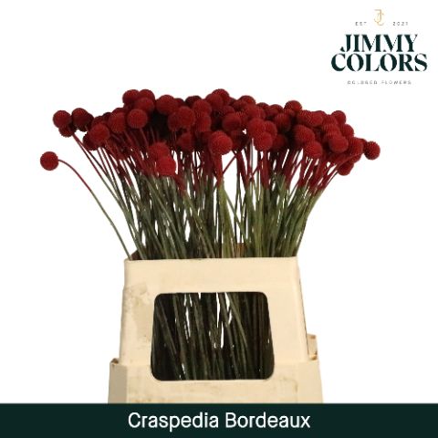 Срезанные цветы оптом Craspedia paint bordeaux от 50шт из Голландии с доставкой по России