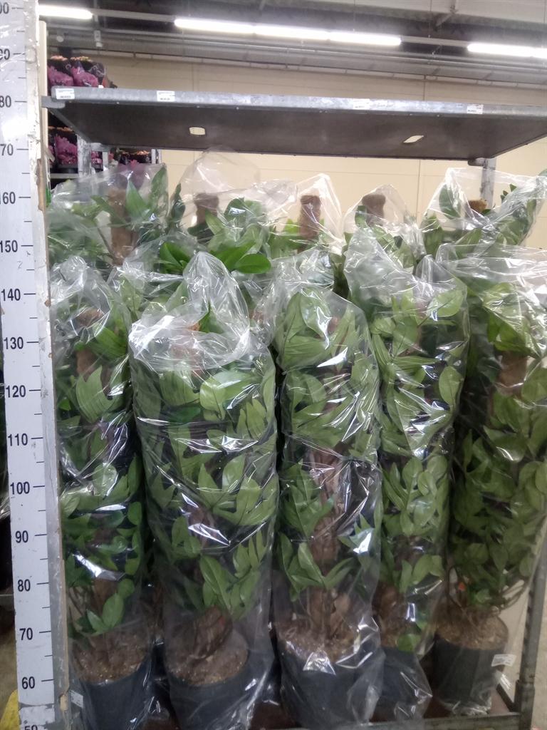 Горшечные цветы и растения оптом Philodendron Pedatum On Mosspole от 1шт из Голландии с доставкой по России