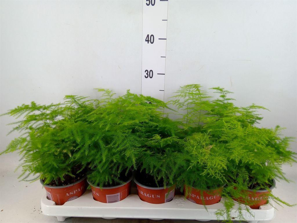 Горшечные цветы и растения оптом Asparagus Setaceus от 10шт из Голландии с доставкой по России