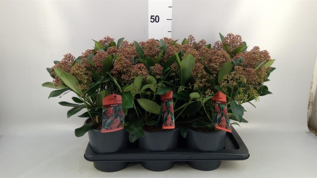 Горшечные цветы и растения оптом Skimmia Jap. rubella от 6шт из Голландии с доставкой по России