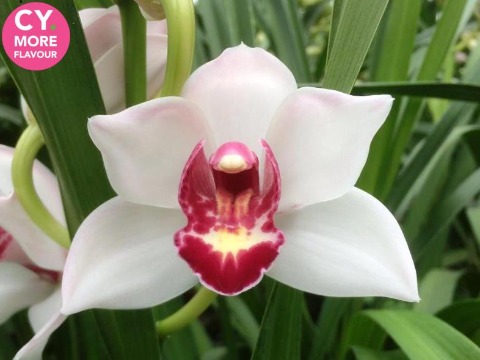 Срезанные цветы оптом Minicymbidium stewart ice and fire от 8шт. из Голландии с доставкой по России