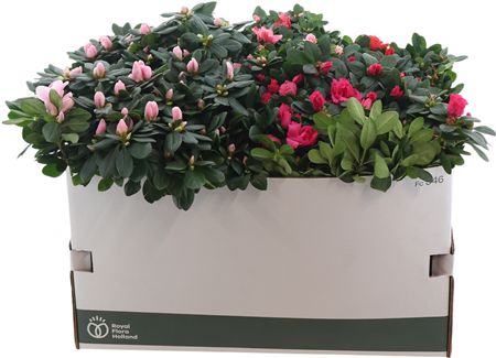 Горшечные цветы и растения оптом Rhodo Si Gem 3 Srt Xl от 4шт из Голландии с доставкой по России