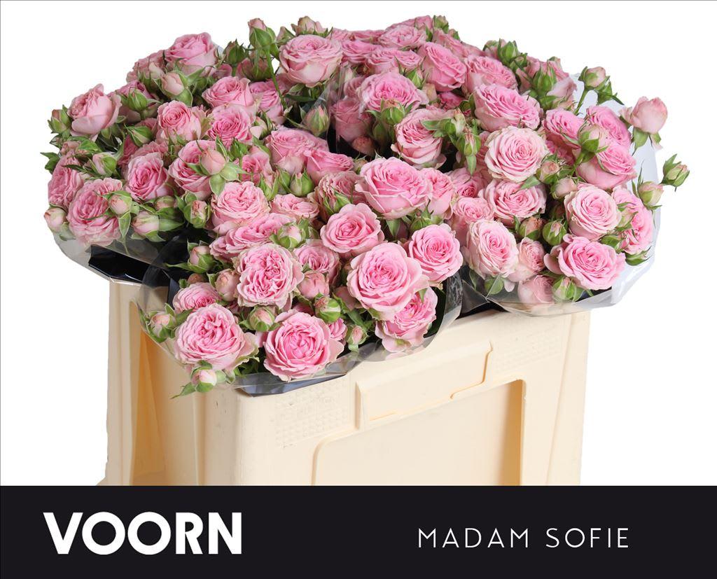 Срезанные цветы оптом Rosa spray madam sofie от 30шт из Голландии с доставкой по России