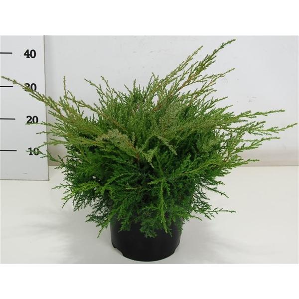 Горшечные цветы и растения оптом Juniperus Pfitz Compacta от 1шт из Голландии с доставкой по России