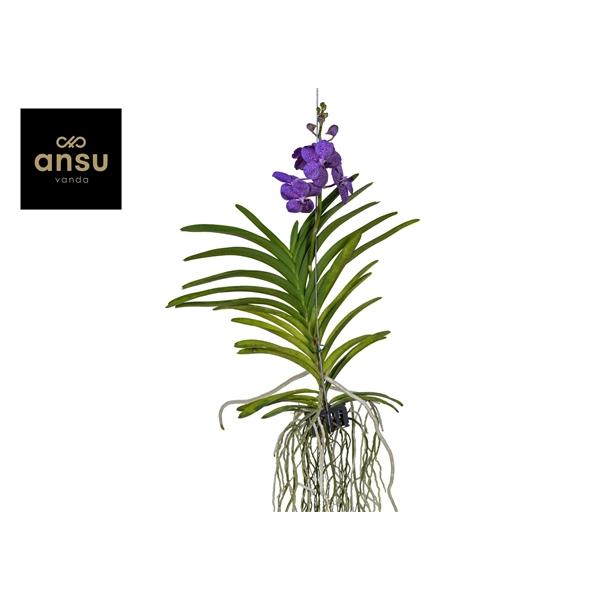 Горшечные цветы и растения оптом Vanda Tayanee Blue Large от 3шт из Голландии с доставкой по России