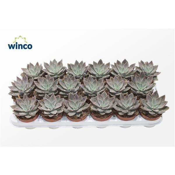 Горшечные цветы и растения оптом Echeveria Silver Queen от 18шт (для телеги) из Голландии с доставкой по России