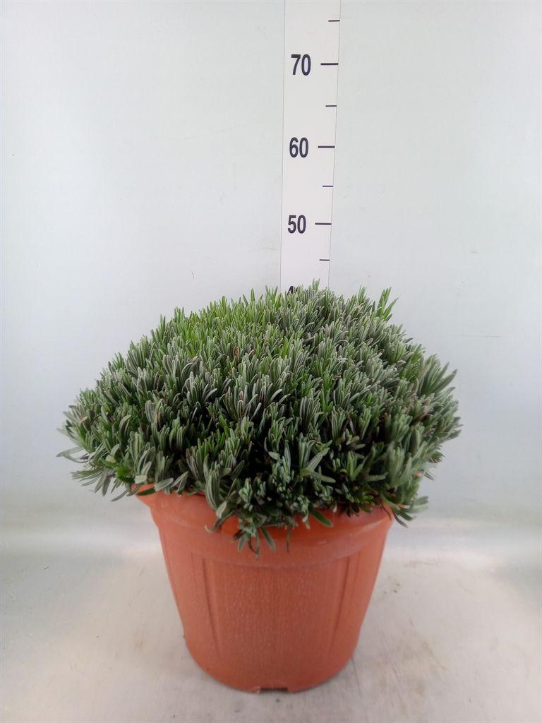 Горшечные цветы и растения оптом Lavandula Angus. от 1шт из Голландии с доставкой по России