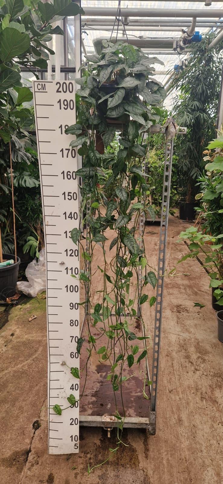 Горшечные цветы и растения оптом Monstera Siltepecana Hangplant Xl от 2шт из Голландии с доставкой по России
