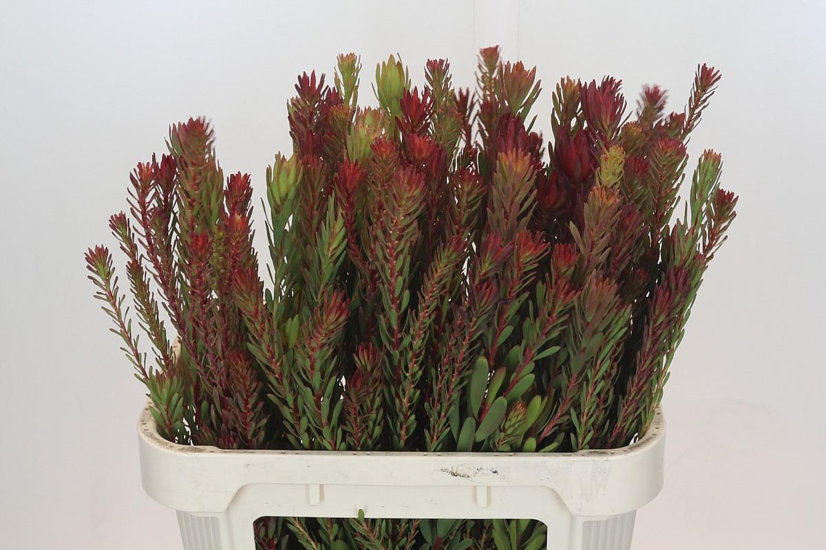 Срезанные цветы оптом Leucadendron saf sunset от 50шт из Голландии с доставкой по России