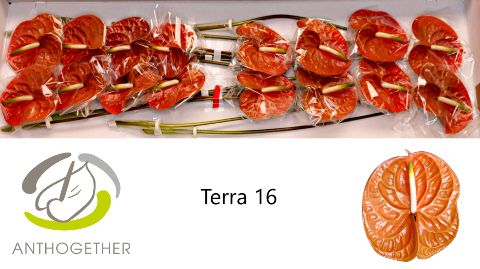 Срезанные цветы оптом Anthurium terra от 16шт из Голландии с доставкой по России