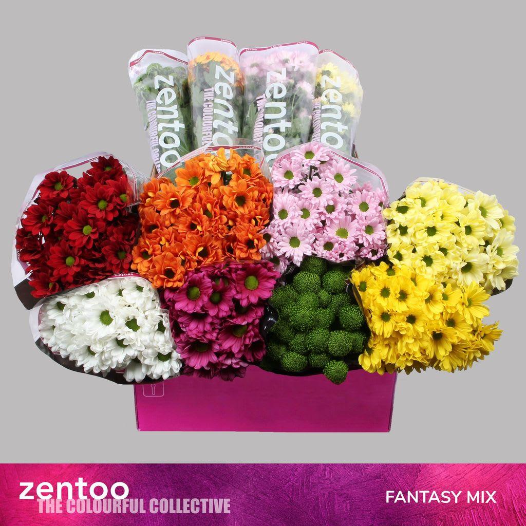 Срезанные цветы оптом Chrys sp mix Zentoo fantasy от 80шт из Голландии с доставкой по России